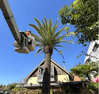 img-A-worker-in-truck-trims-tall-palm-tree