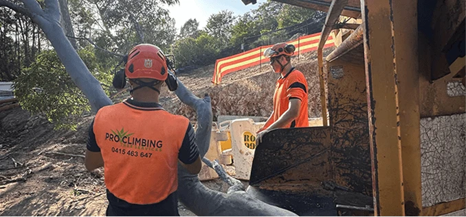 img-Arborists-manage-fallen-tree-branch