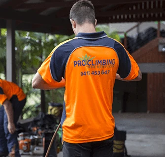 img-Pro-Climbing-Tree-Services-Worker