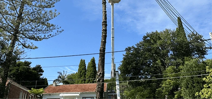 img-trimming-tall-trees